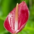 anthurium